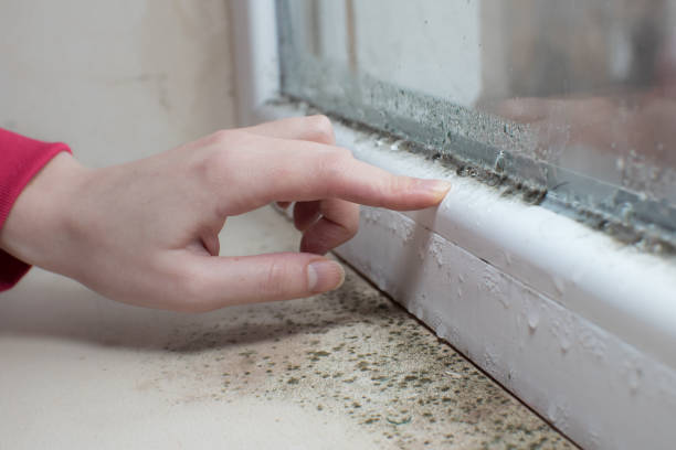 Best Mold Remediation for Healthcare Facilities  in Minier, IL
